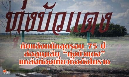 ภัยแล้งหนักสุดรอบ75ปี ส่อสูญเสียทุ่งบัวแดงแหล่งท่องเที่ยวชื่อดังโคราช