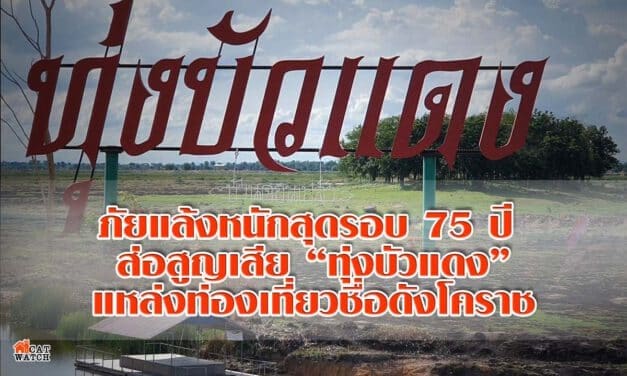ภัยแล้งหนักสุดรอบ75ปี ส่อสูญเสียทุ่งบัวแดงแหล่งท่องเที่ยวชื่อดังโคราช