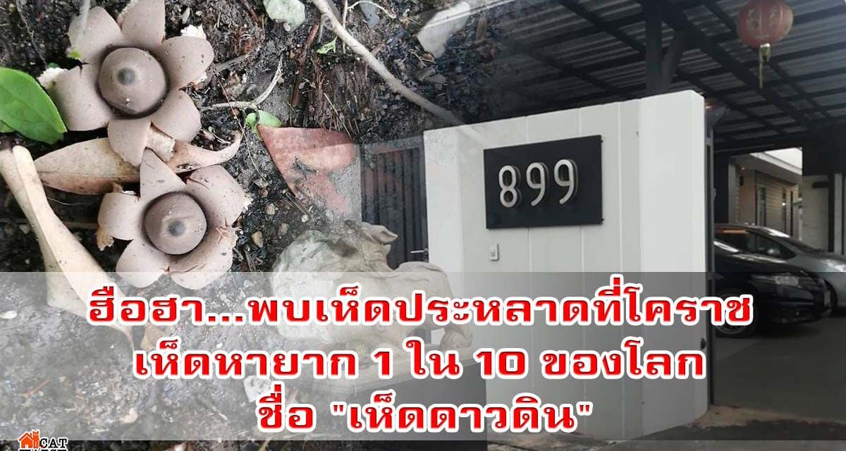 ฮือฮา…พบเห็ดประหลาดที่โคราช นักวิชาการระบุ เป็นเห็ดหายาก 1 ใน 10 ของโลก ชื่อ “เห็ดดาวดิน”