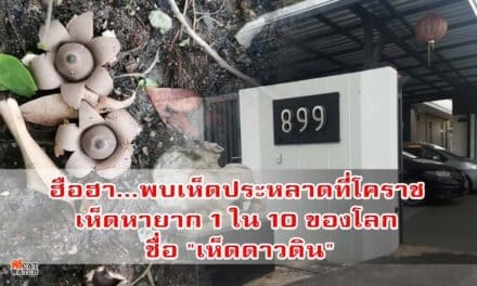ฮือฮา…พบเห็ดประหลาดที่โคราช นักวิชาการระบุ เป็นเห็ดหายาก 1 ใน 10 ของโลก ชื่อ “เห็ดดาวดิน”