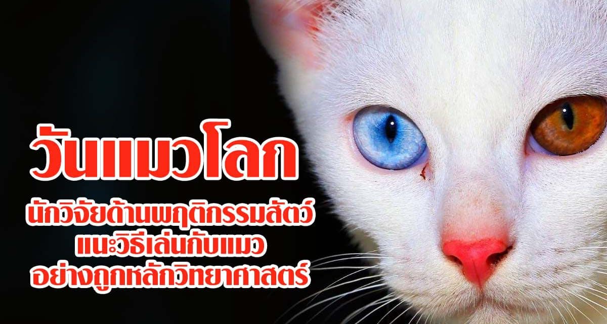 วันแมวโลก: นักวิจัยด้านพฤติกรรมสัตว์แนะวิธีเล่นกับแมวอย่างถูกหลักวิทยาศาสตร์