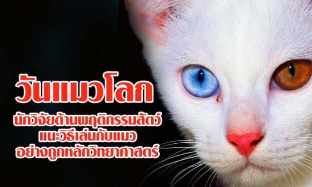 วันแมวโลก: นักวิจัยด้านพฤติกรรมสัตว์แนะวิธีเล่นกับแมวอย่างถูกหลักวิทยาศาสตร์