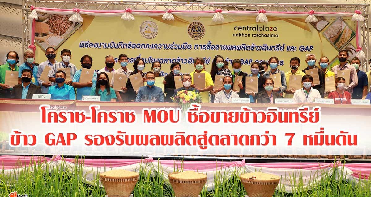 โคราช-โคราช MOU ซื้อขายข้าวอินทรีย์ ข้าวGAP รองรับผลผลิตสู่ตลาดกว่า 7หมื่นตัน