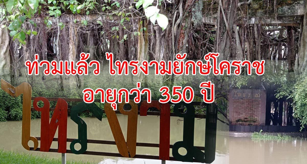 ท่วมแล้ว ไทรงามยักษ์โคราช อายุกว่า 350 ปี