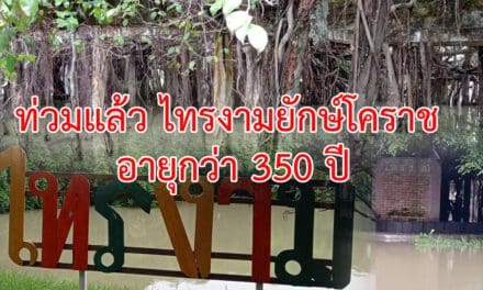 ท่วมแล้ว ไทรงามยักษ์โคราช อายุกว่า 350 ปี