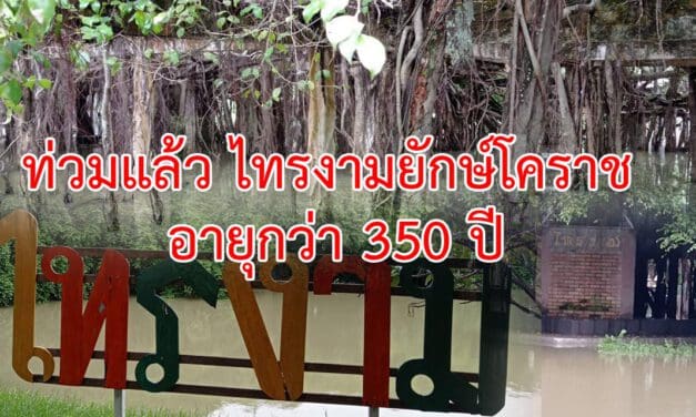 ท่วมแล้ว ไทรงามยักษ์โคราช อายุกว่า 350 ปี