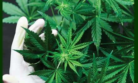 ปลด! ใบกัญชา – กัญชง ออกจากยาเสพติด เพื่อการแพทย์