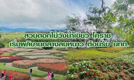 สวนดอกไม้วังน้ำเขียว โคราช เริ่มผลิบานกลางลมหนาว ต้อนรับ นทท