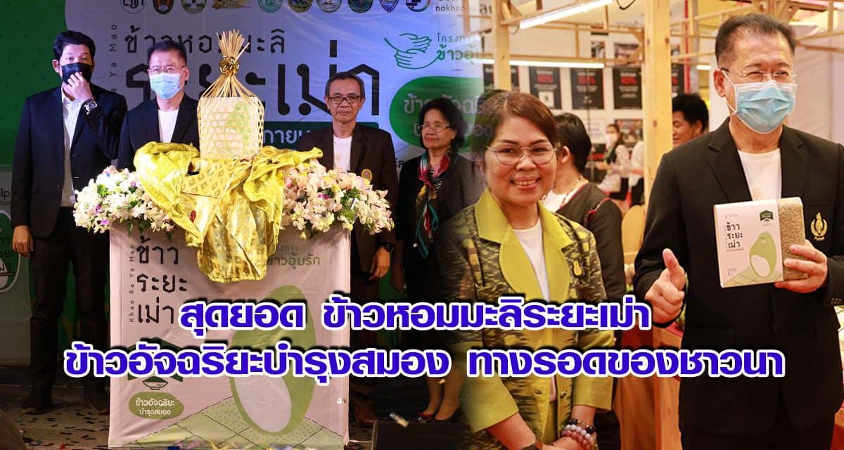 สุดยอด ข้าวหอมมะลิระยะเม่า ข้าวอัจฉริยะบำรุงสมอง ทางรอดของชาวนา