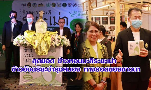 สุดยอด ข้าวหอมมะลิระยะเม่า ข้าวอัจฉริยะบำรุงสมอง ทางรอดของชาวนา