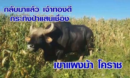 กลับมาแล้ว เจ้าทองดี กระทิงป่าแสนเชื่อง