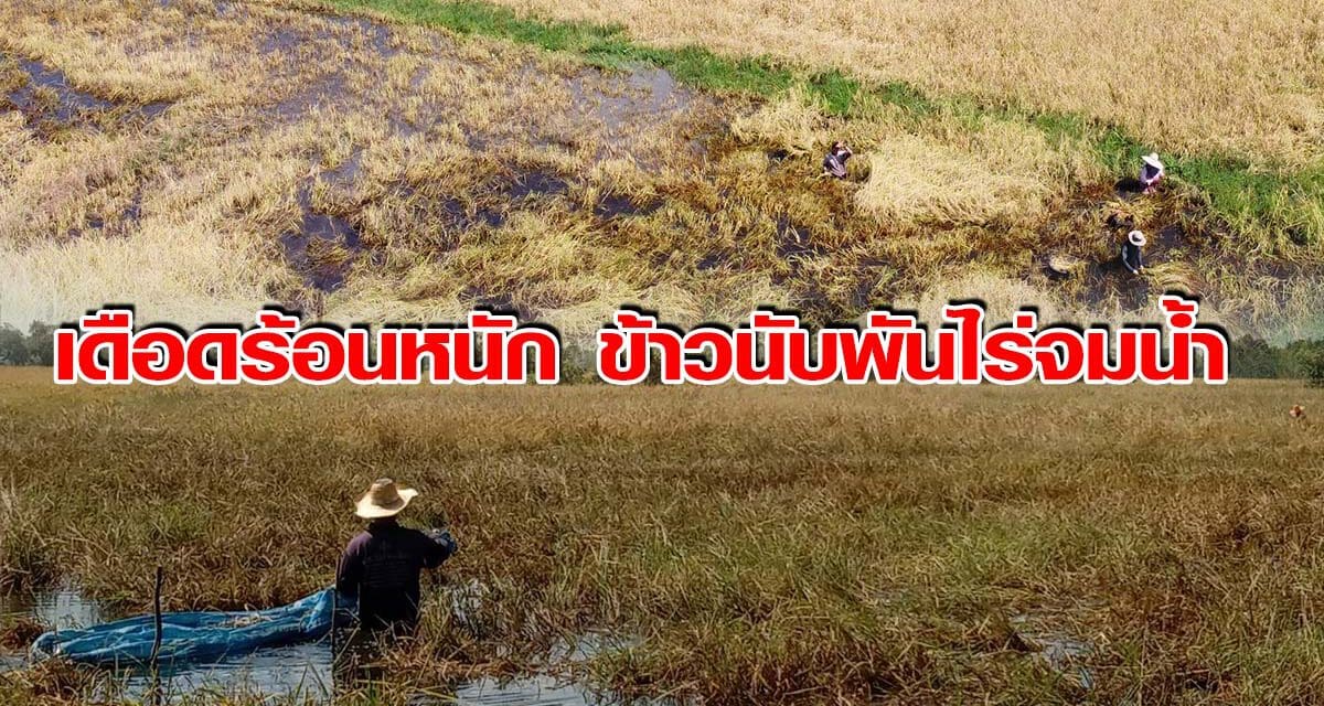 เดือดร้อนหนัก ข้าวนับพันไร่จมน้ำ ชาวนาชุมพวงเร่งเกี่ยวหลังน้ำท่วมนาน
