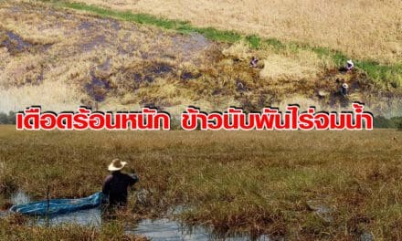 เดือดร้อนหนัก ข้าวนับพันไร่จมน้ำ ชาวนาชุมพวงเร่งเกี่ยวหลังน้ำท่วมนาน
