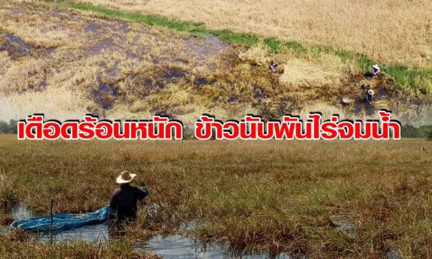 เดือดร้อนหนัก ข้าวนับพันไร่จมน้ำ ชาวนาชุมพวงเร่งเกี่ยวหลังน้ำท่วมนาน