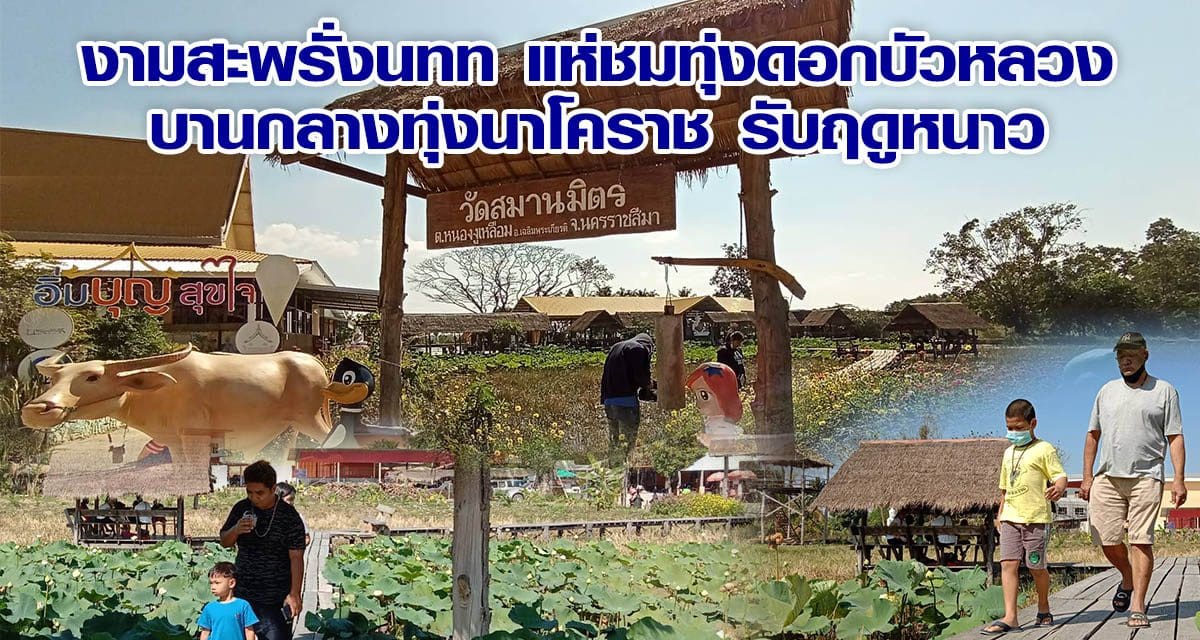 งามสะพรั่งนทท แห่ชมทุ่งดอกบัวหลวงบานกลางทุ่งนาโคราช รับฤดูหนาว