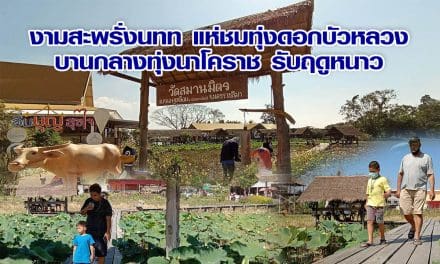 งามสะพรั่งนทท แห่ชมทุ่งดอกบัวหลวงบานกลางทุ่งนาโคราช รับฤดูหนาว