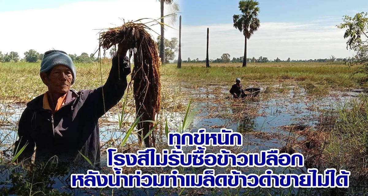 ทุกข์หนัก โรงสีไม่รับซื้อข้าวเปลือก หลังน้ำท่วมทำเมล็ดข้าวดำขายไม่ได้