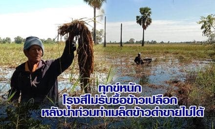 ทุกข์หนัก โรงสีไม่รับซื้อข้าวเปลือก หลังน้ำท่วมทำเมล็ดข้าวดำขายไม่ได้