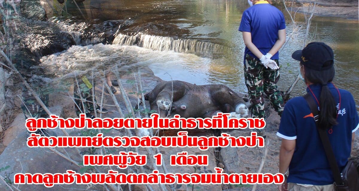 ลูกช้างป่าลอยตายในลำธารที่โคราช สัตวแพทย์ตรวจสอบเป็นลูกช้างป่า เพศผู้วัย 1 เดือน คาดลูกช้างพลัดตกลำธารจมน้ำตายเอง