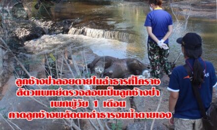 ลูกช้างป่าลอยตายในลำธารที่โคราช สัตวแพทย์ตรวจสอบเป็นลูกช้างป่า เพศผู้วัย 1 เดือน คาดลูกช้างพลัดตกลำธารจมน้ำตายเอง