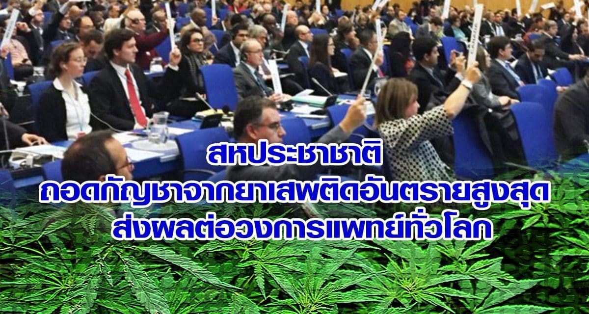 สหประชาชาติ ถอดกัญชาจากยาเสพติดอันตรายสูงสุด