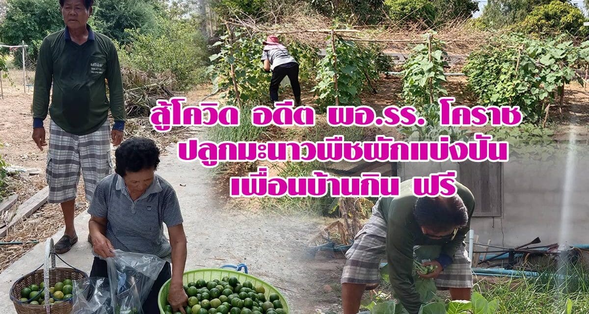 สู้โควิด อดีต ผอ.รร. โคราช ปลูกมะนาวพืชผักแบ่งปันเพื่อนบ้านกิน ฟรี