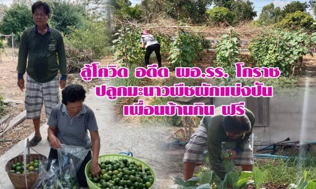 สู้โควิด อดีต ผอ.รร. โคราช ปลูกมะนาวพืชผักแบ่งปันเพื่อนบ้านกิน ฟรี