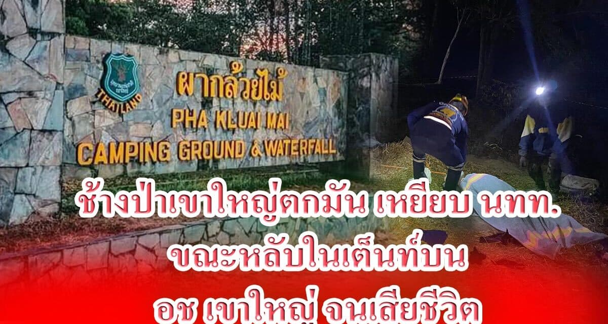 ช้างป่าเขาใหญ่ตกมัน เหยียบ นทท ขณะหลับในเต็นท์บน อช.เขาใหญ่ จนเสียชีวิต