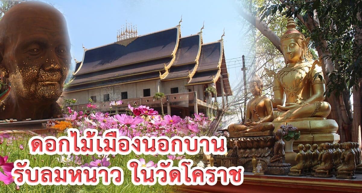 ดอกไม้เมืองนอกบานรับลมหนาว ในวัดโคราช