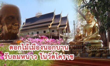 ดอกไม้เมืองนอกบานรับลมหนาว ในวัดโคราช