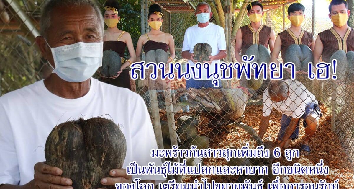 สวนนงนุชพัทยา เฮ!  มะพร้าวก้นสาว สุกเพิ่มถึง 6 ลูก เป็นพันธุ์ไม้ที่แปลกและหายากอีกชนิดหนึ่งของโลก