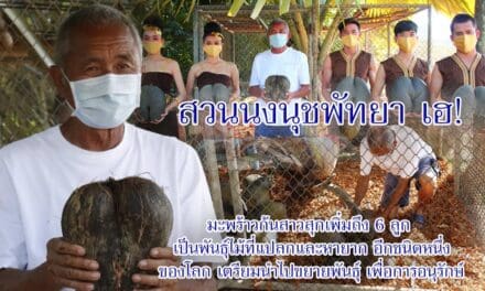 สวนนงนุชพัทยา เฮ!  มะพร้าวก้นสาว สุกเพิ่มถึง 6 ลูก เป็นพันธุ์ไม้ที่แปลกและหายากอีกชนิดหนึ่งของโลก