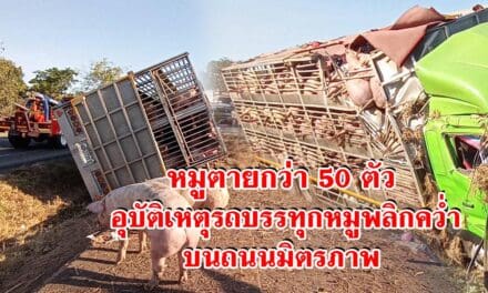 อุบัติเหตุรถบรรทุกหมูพลิกคว่ำบนถนนมิตรภาพ หมูตายกว่า 50 ตัว
