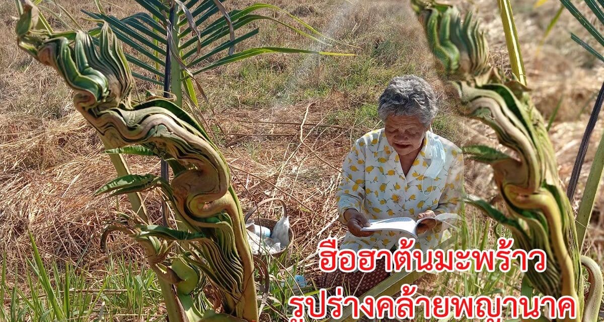 ฮือฮาต้นมะพร้าวรูปร่างคล้ายพญานาค