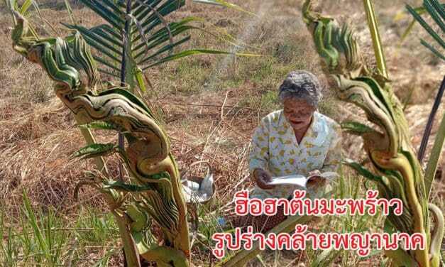 ฮือฮาต้นมะพร้าวรูปร่างคล้ายพญานาค