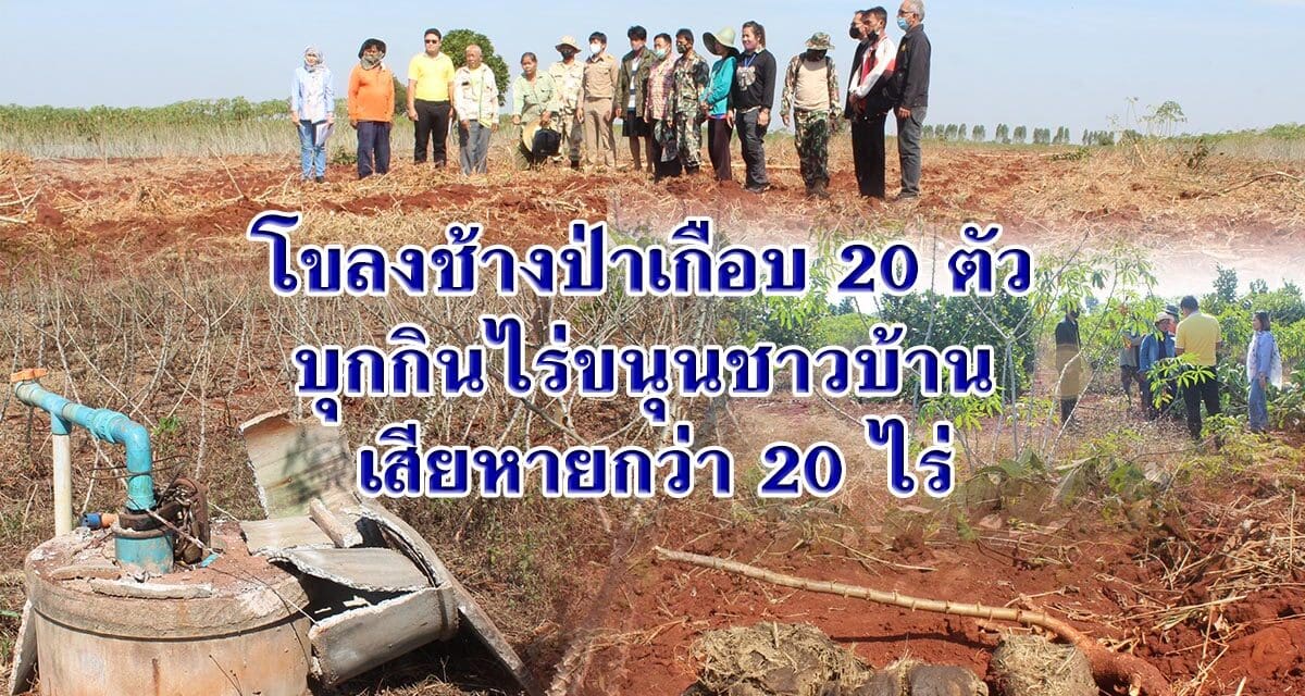 โขลงช้างป่าเกือบ 20 ตัว บุกกินไร่ขนุนชาวบ้าน เสียหายกว่า 20 ไร่