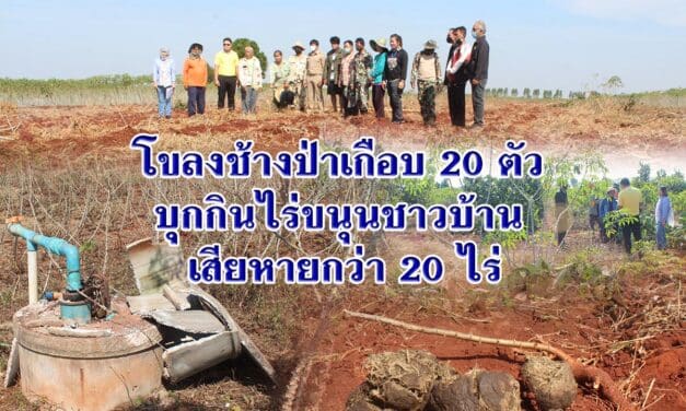 โขลงช้างป่าเกือบ 20 ตัว บุกกินไร่ขนุนชาวบ้าน เสียหายกว่า 20 ไร่