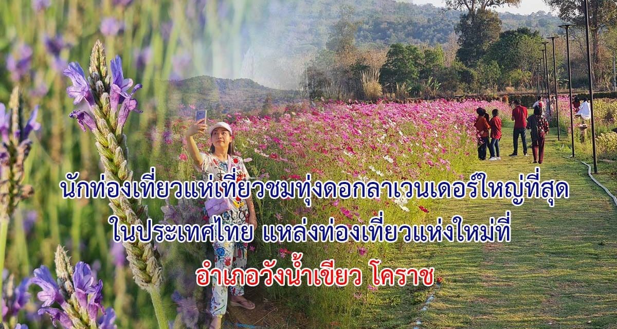วันหยุดยาวตรุษจีน..นักท่องเที่ยวแห่เที่ยวชมทุ่งดอกลาเวนเดอร์ใหญ่ที่สุดใน อำเภอวังน้ำเขียว โคราช