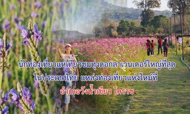 วันหยุดยาวตรุษจีน..นักท่องเที่ยวแห่เที่ยวชมทุ่งดอกลาเวนเดอร์ใหญ่ที่สุดใน อำเภอวังน้ำเขียว โคราช