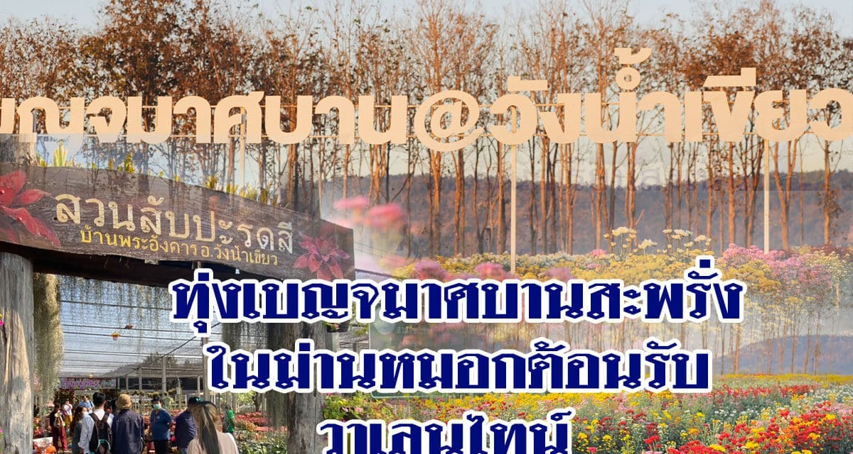 ทุ่งเบญจมาศบานสะพรั่งในม่านหมอกต้อนรับวาเลนไทน์ พร้อมรับนักท่องเที่ยวที่วังน้ำเขียว