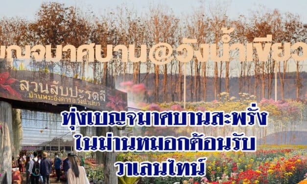 ทุ่งเบญจมาศบานสะพรั่งในม่านหมอกต้อนรับวาเลนไทน์ พร้อมรับนักท่องเที่ยวที่วังน้ำเขียว