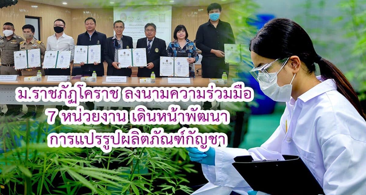 ม.ราชภัฏโคราช ลงนามความร่วมมือ 7 หน่วยงาน เดินหน้าพัฒนาการแปรรูปผลิตภัณฑ์กัญชาในเชิงพาณิชย์