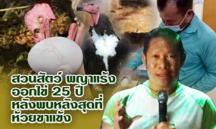 พญาแร้งออกไข่ในกรงเลี้ยงสวนสัตว์โคราชในรอบ 25 ปี ที่พญาแร้งของไทยออกไข่สำเร็จ