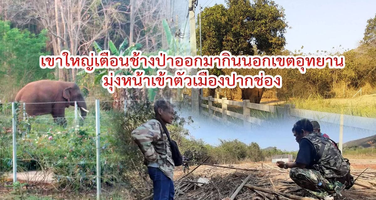 เขาใหญ่เตือนช้างป่าออกมากินนอกเขตอุทยานมุ่งหน้าเข้าตัวเมืองปากช่อง