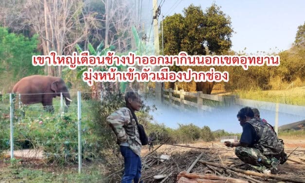เขาใหญ่เตือนช้างป่าออกมากินนอกเขตอุทยานมุ่งหน้าเข้าตัวเมืองปากช่อง