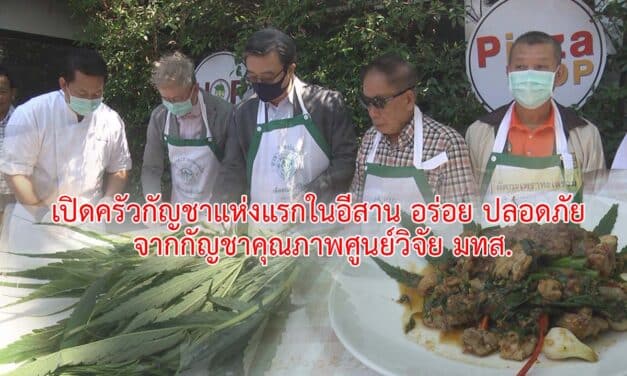 เปิดครัวกัญชา แห่งแรกในอีสาน อร่อย ปลอดภัย จากกัญชาคุณภาพศูนย์วิจัย มทส.