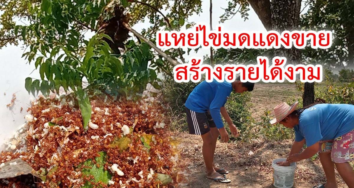 เปลี่ยนวิกฤติแล้ง เป็นโอกาส ใช้เวลาว่างแหย่ไข่มดแดงขาย สร้างได้งาม