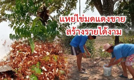 เปลี่ยนวิกฤติแล้ง เป็นโอกาส ใช้เวลาว่างแหย่ไข่มดแดงขาย สร้างได้งาม