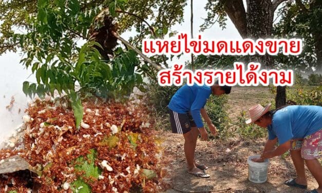 เปลี่ยนวิกฤติแล้ง เป็นโอกาส ใช้เวลาว่างแหย่ไข่มดแดงขาย สร้างได้งาม