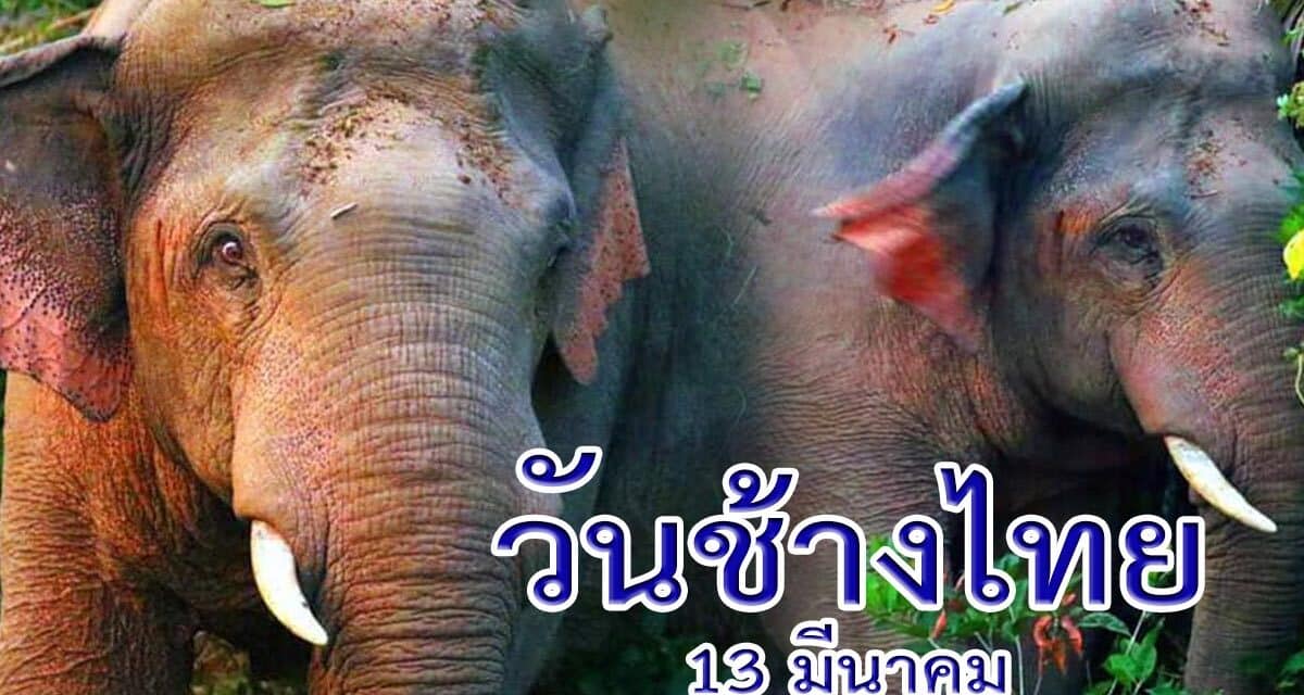 วันช้างไทย 13 มีนาคม